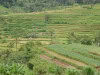 pemuteran-2