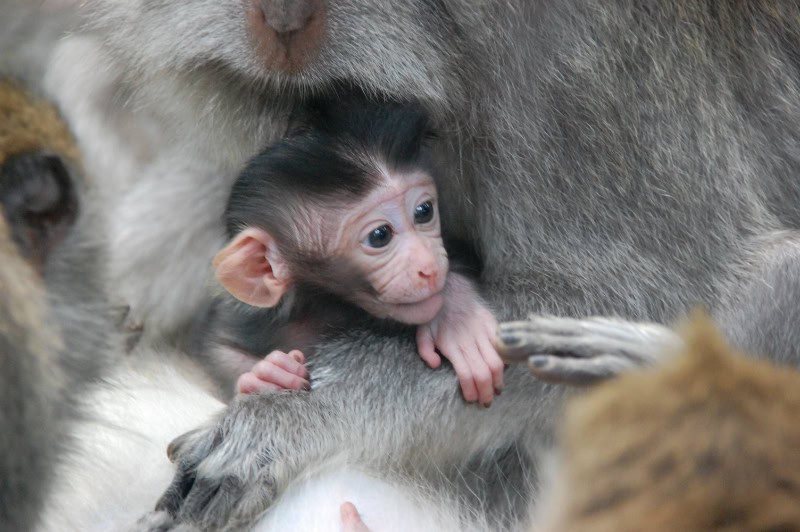 ubud-4