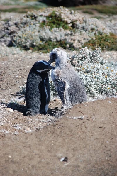 10-punta-arenas-19