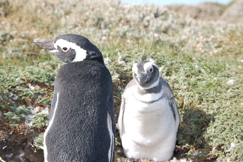 10-punta-arenas-25