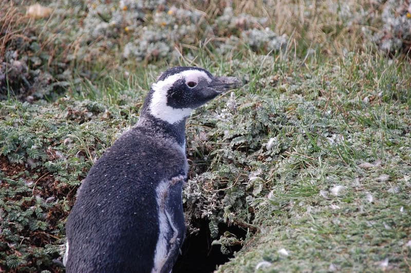 10-punta-arenas-32