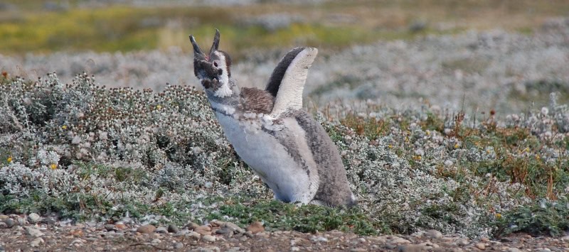 10-punta-arenas-52