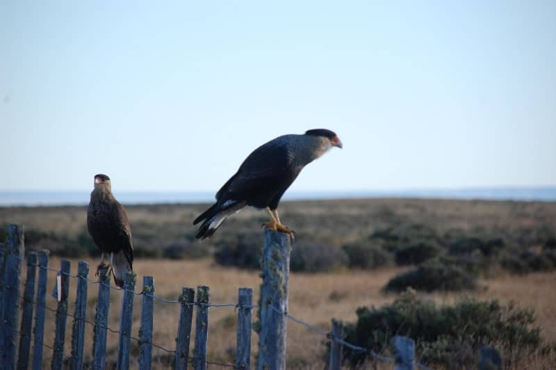 puerto-natales-6